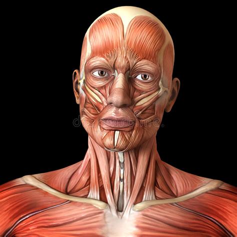 Muscoli Facciali Del Fronte Anatomia Umana Illustrazione Di Stock