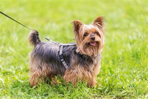 A Male Yorkie Find Out Which Yorkshire Terrier Is Best