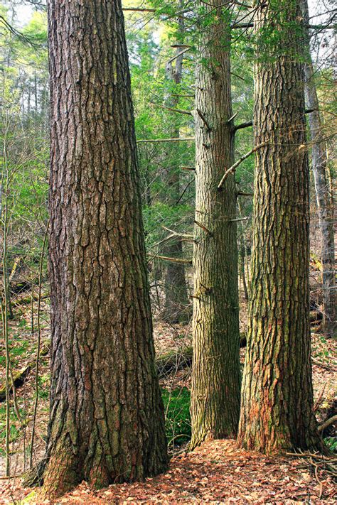 Free Images Tree Nature Hiking Trunk Bark Spring Conifer Trees