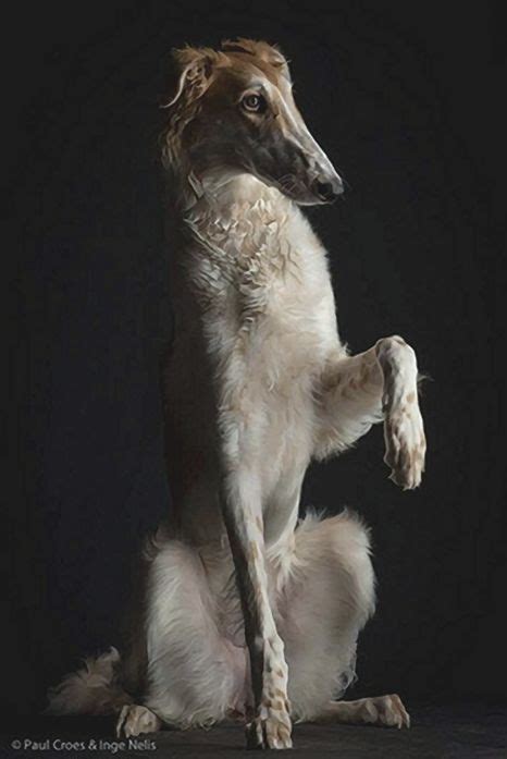 Croes Paul Borzoi Sitting Paw Up Borzoi Dog Dog Breeds Russian