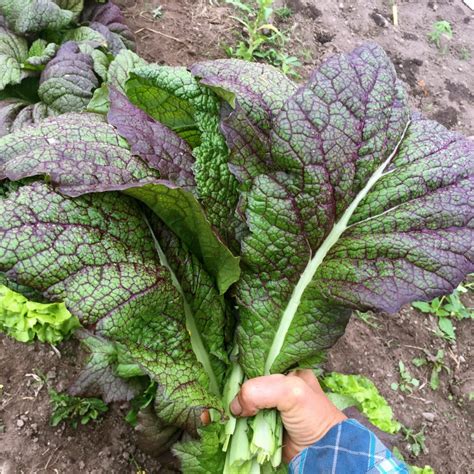 Nevertheless, the scientific names and classifications of the mustard greens can the key element in mustard plants that works as biofumigant is glucosinolate. Mustard Greens- Red Giant - Deep Harvest Farm
