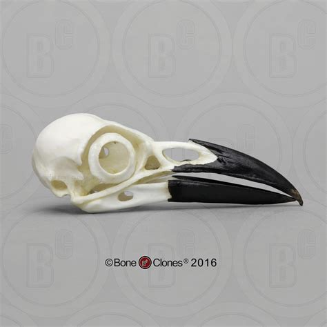 Crow Skull American Crow Cast Replica Corvus Brachyrhynchos Bc 07