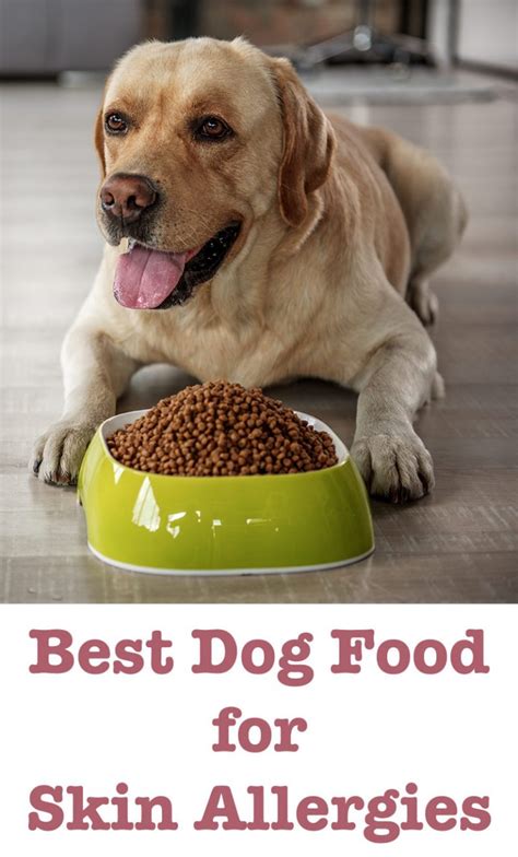 Mejor Comida Para Perros Para Alergias Cutáneas Consejos Y Revisiones