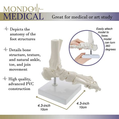 Buy Monmed Medical Models Life Size Foot And Ankle Model Anatomical