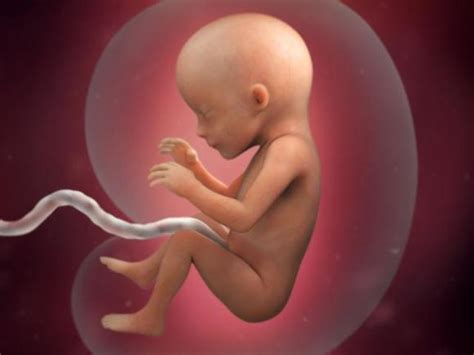 Fetal Development By Kyleigh Neikirk Timeline Timetoast Timelines