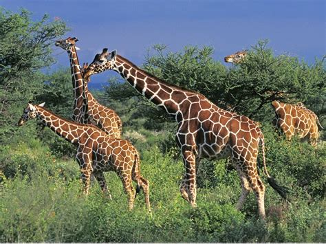 Girafe Réticulée Habitat Et Caractéristiques My Animals