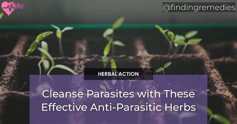 Cleanse Parasites With These Effective Anti Parasitic Herbs Finding