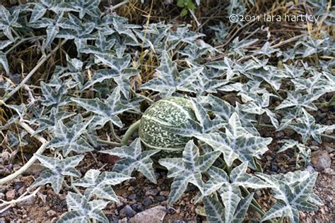 Zucchini and summer squash plants are heavy feeders and can densely cover the garden with vines. Coyote Melon, Coyote Gourd, Cucurbita palmata - DesertUSA