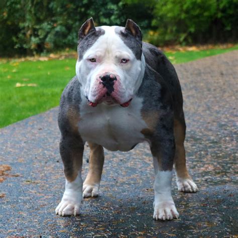 18 Tiny American Bully Xl Tri Merle Picture Bleumoonproductions