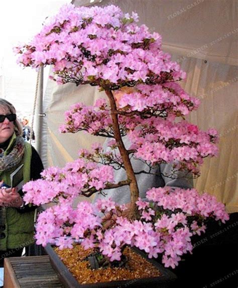 Tienda Online Bonsai árbol Japonés Sakura Planta Rara De Cerezo Japonés