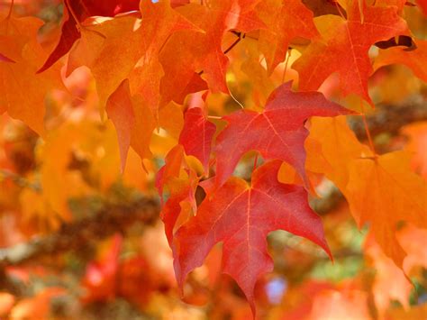 Fall Tree Leaves Art Prints Orange Red Autumn Photograph By Patti Baslee
