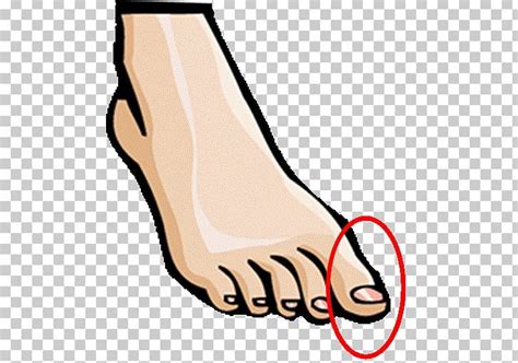 Foot Human Body Toe Hand Png Clipart Area Arm Artwork Clipart