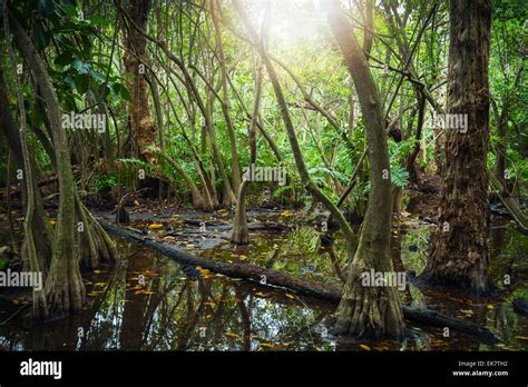 Wild Tropical Forest Landscape With Mangrove Trees Growing In Water And