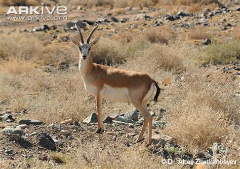 Sesimbra, cotovia, qta do conde.estamos à vossa. Goitered Gazelle | The Parody Wiki | FANDOM powered by Wikia