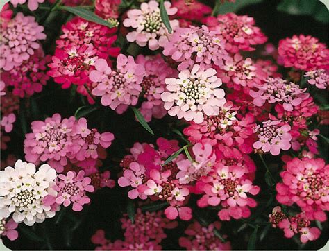After all, there's a meaning the expression tickled pink translates to being aster flowers present as a close cousin to the daisy and will bloom strongly in late summer and through october. candytuft, PERENNIAL white pink FLOWER, 650 seeds! GroCo ...