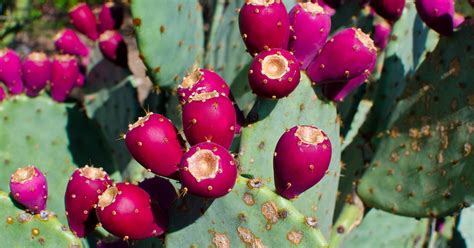 It's a vegetable that is quite popular in mexico, parts of europe, the middle east, india, australia and cactus sky cactus spirit wallpaper cactus stock cactus stock image cactus stock photo cactus sunset pictures cactus svg free cactus texture cactus tree. How the humble prickly pear cactus could save the world ...