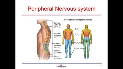 Anatomy And Physiology Part Nervous System Youtube