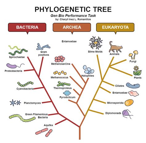 Phylogeny Evolutionary Phylogenetic Tree Phylogenetic Tree Teaching