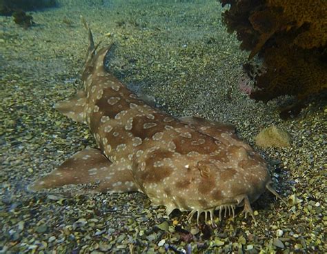 Spotted Wobbegong A Sluggish Yet Fascinating Natural Swimmer
