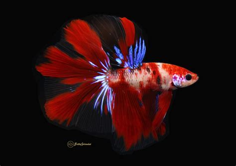 Galaxy giant koi betta facebook : Triple Lucky Red Koi Halfmoon Betta (Released ...