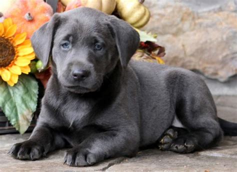 While some think the unusual color comes from outside the breed, these dogs are verified by the akc as 100 percent labrador retriever. Sasha | Labrador Retriever - Charcoal Puppy For Sale ...
