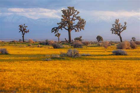 Mojave Wildflowers 2019 Shoot The Planet
