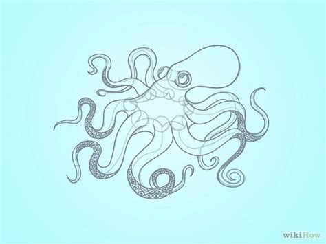 Drawing An Octopus Octopus Outline Drawings Drawing