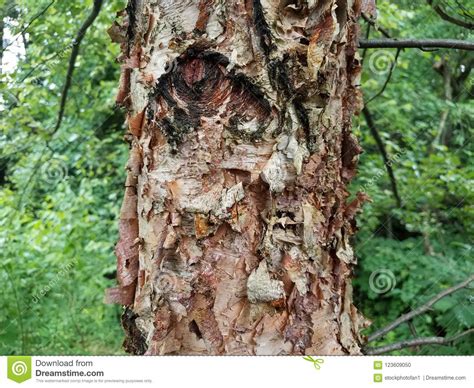 Brown Flaky Bark Peeling From Tree Trunk Stock Photo Image Of Bark