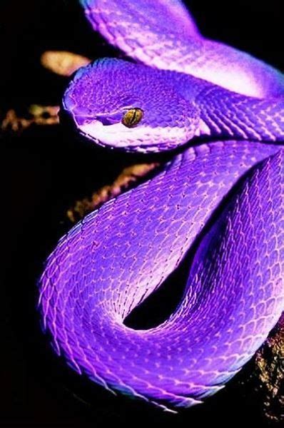 Purple Beautiful Snakes Cute Reptiles Cute Snake