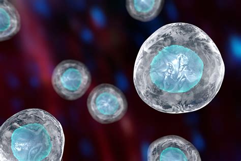 Stem cells are formed and differentiate during early embryonic development, and are also a natural part of the tissue renewal processes throughout life. Stem Cells in Orthopedy: The Benefits of a Regenerative ...