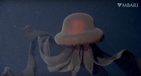 A Rare Encounter With The Elusive Giant Phantom Jellyfish Captures Its