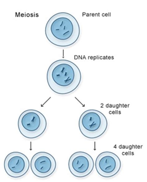 Check spelling or type a new query. Telophase: Definition & Explanation - Video & Lesson ...