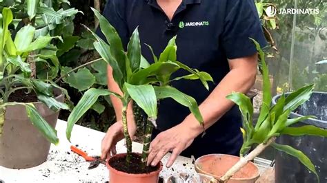 Conoce Al Tronco De Brasil Planta De Interior Fácil De Cuidar Jardinatis
