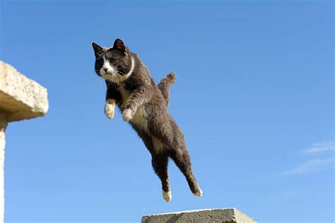 Cat Jumping Stock Photos Pictures And Royalty Free Images Istock