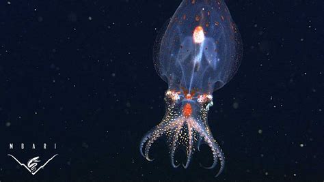 Photos Bizarre And Beautiful Deep Sea Creatures Recorded By Mbari