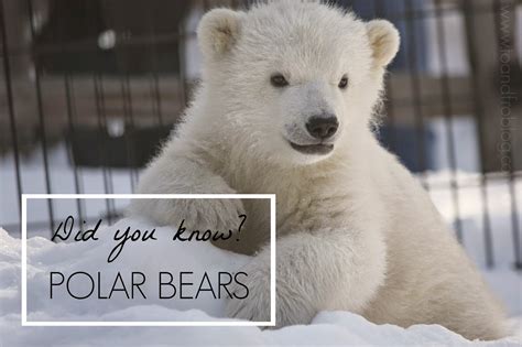 Did You Know Polar Bears To And Fro