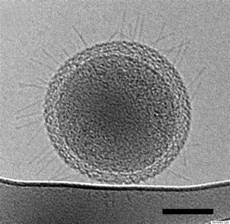 These Ultra Small Bacteria May Be The Tiniest Life Forms On Earth