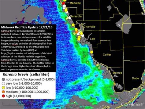 Red Tide Fish Kills Reported In Pinellas Sarasota Counties