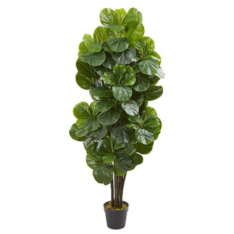 Fiddle leaf fig, banjo fig, ficus lyrata. Earthflora > Euro Collection Olive & Fig Trees > 5' Fiddle ...
