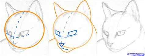 Secrets to drawing realistic faces. Step 2. How to Draw a Cat Head, Draw a Realistic Cat