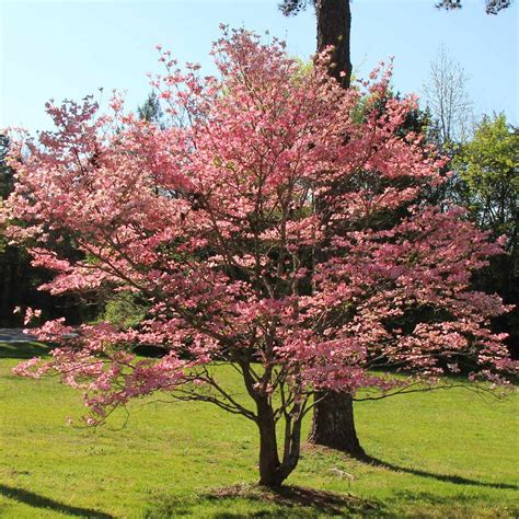 Red Dogwood Trees for Sale | BrighterBlooms.com
