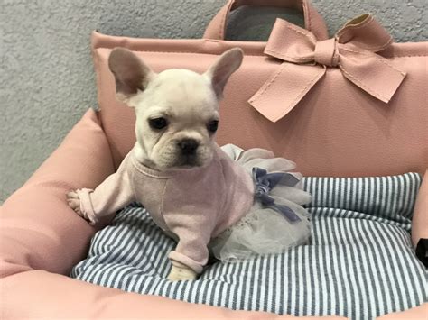 The french bulldog is a small sized domestic breed that was an outcome of crossing the ancestors of bulldog brought over from england with the local ratters of france. Tiny French Bulldog For Sale