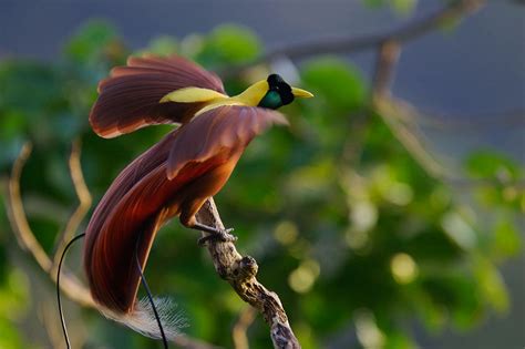 Bird Of Paradise Picture Record