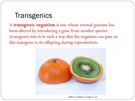 Other articles where transgenic organism is discussed: A Transgenic Organism Is: : Genetically Modified Organism Definition Examples Facts Britannica ...