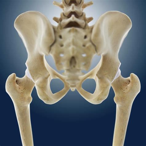Hip Anatomy Photograph By Springer Medizin Science Photo Library Pixels