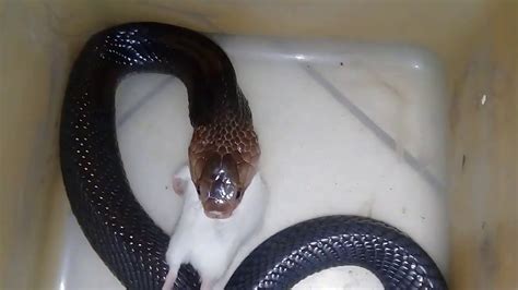 Feeding Naja Sputatrix Cobra Jawa YouTube