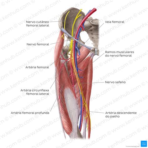 Artérias e nervos dos membros inferiores Anatomia Kenhub