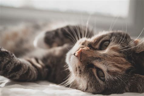 13 Amazing Cat Facts Petsecure