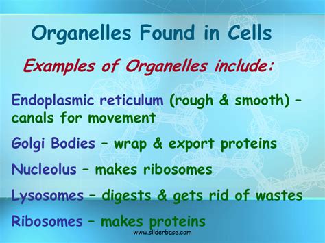 Actually, plant cells have all of the cell organelles which animal cells have, only more. Basic Structure of a Cell - Presentation Biology