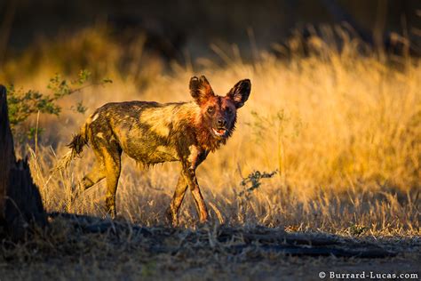 Messy African Wild Dog Burrard Lucas Photography